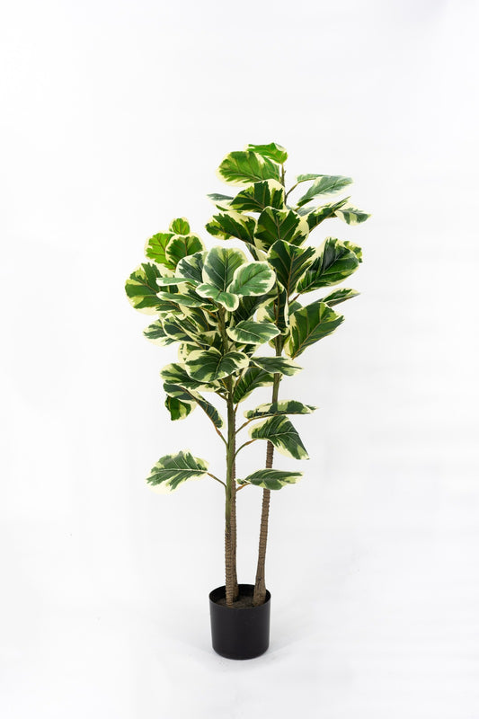 Artificial White Edge Fiddle Fig 3stalks 120cm Tall