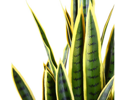 Artificial Snake Plant 60cm Tall