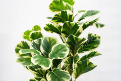 Artificial White Edge Fiddle Fig 3stalks 120cm Tall