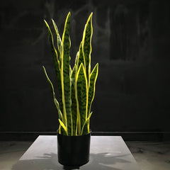 Artificial Snake Plant 60cm Tall