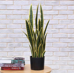 Artificial Snake Plant 60cm Tall