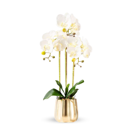 Orchid in Pot - Gold Taper (60cm)