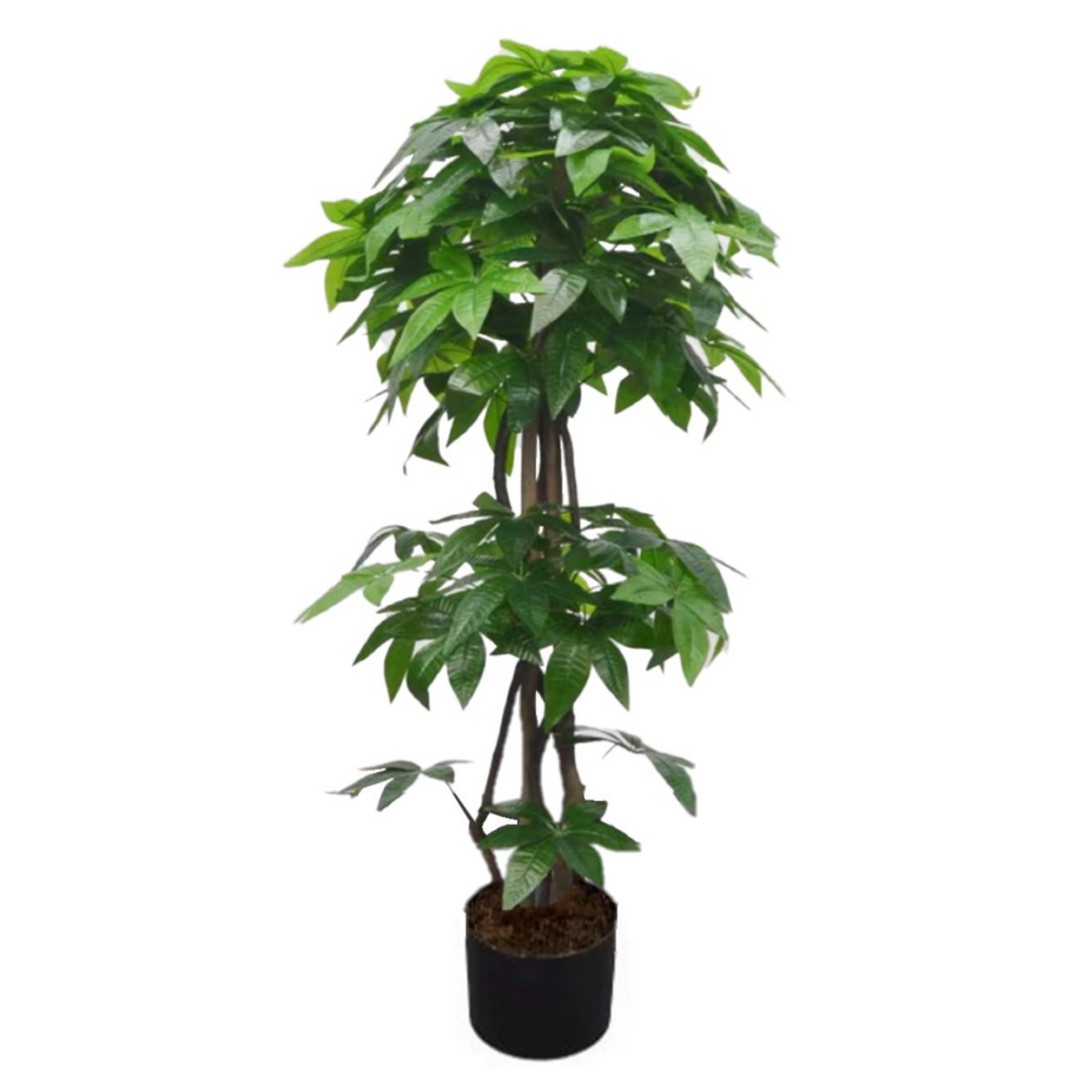 Artificial Money Plant 165cm Tall