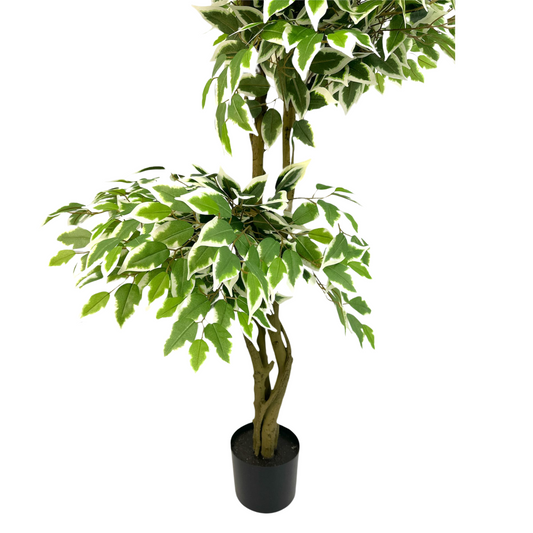 Artificial White Edged Ficus Microcarp 3 Stalks 165cm tall