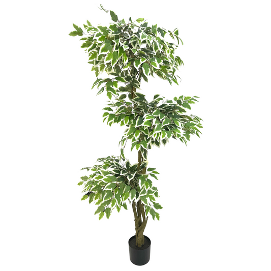 Artificial White Edged Ficus Microcarp 3 Stalks 165cm tall