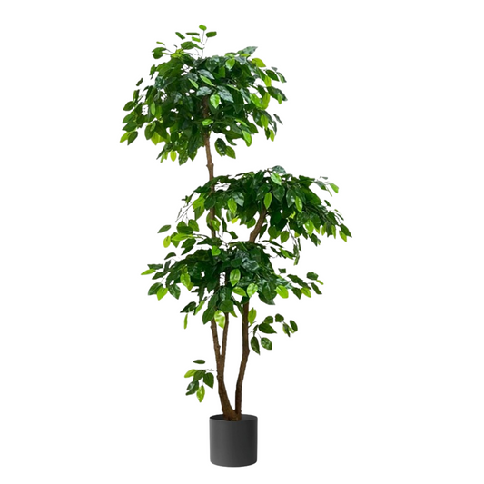 Artificial Ficus Microcarp 3 Stalks 160cm tall