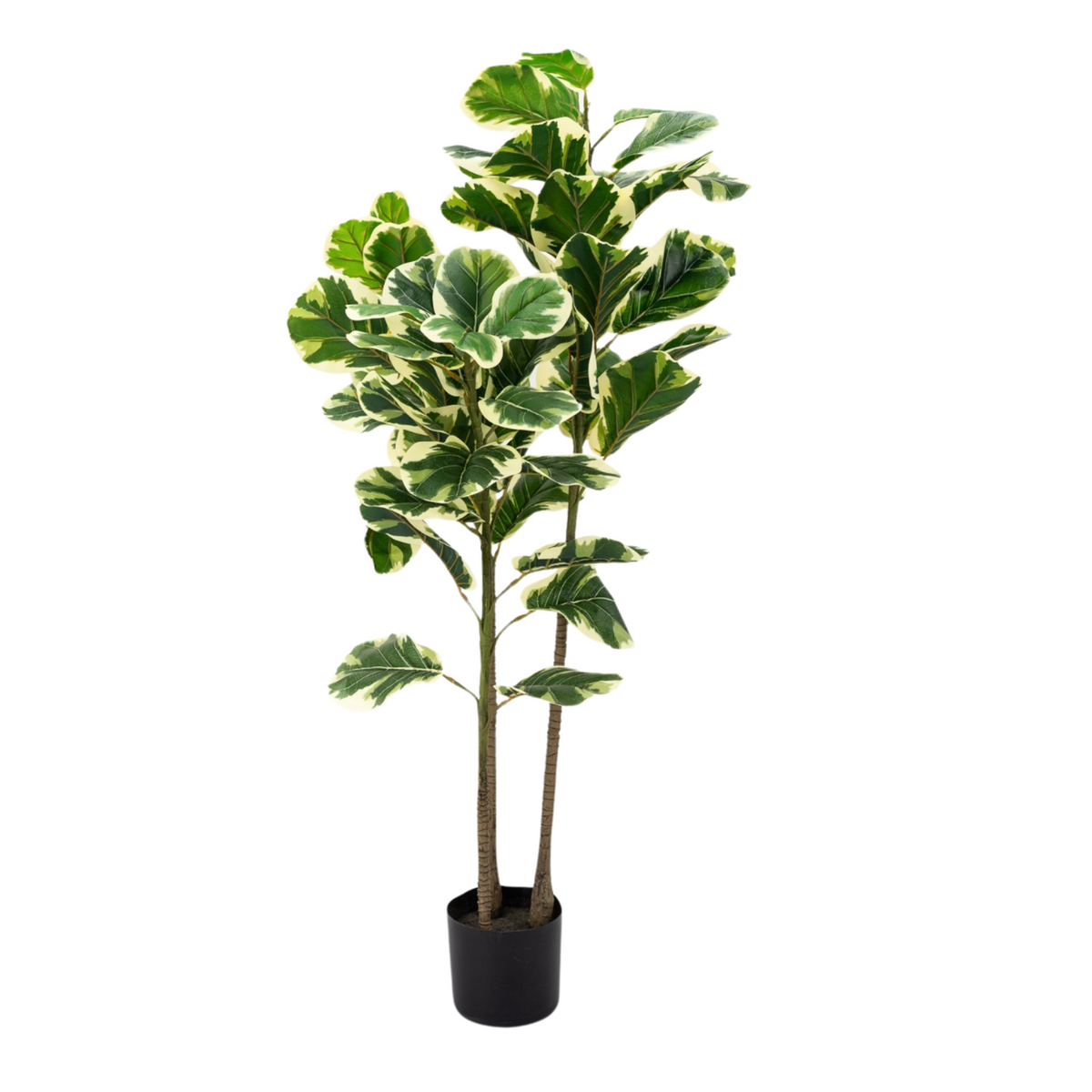 Artificial White Edge Fiddle Fig 3stalks 120cm Tall