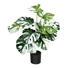 Artificial White Edged Monstera Plant 75cm Tall