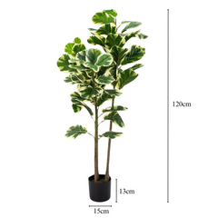 Artificial White Edge Fiddle Fig 3stalks 120cm Tall