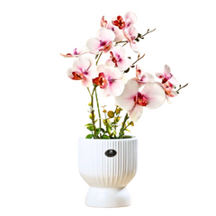 Artificial Orchid in Roman Art White Ceramic Pot (40cm)