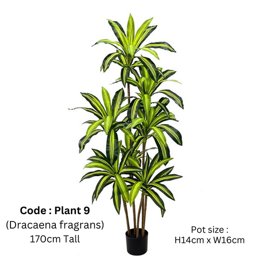 Artificial Dracaena Fragrans 170cm