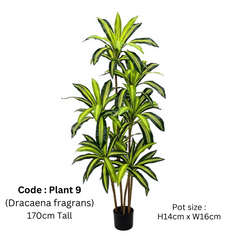 Artificial Dracaena Fragrans 170cm