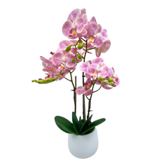 Orchid in Ceramic Pot (68cm) Purple White Pink