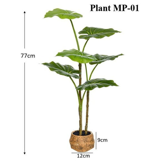 Medium Taro Plant - Light Stone pot (77cm)