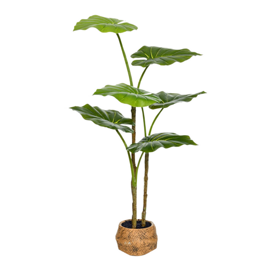 Medium Taro Plant - Light Stone pot (77cm)