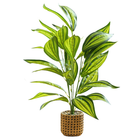 Medium Dracaena Plant - Light Stone Pot (60cm)