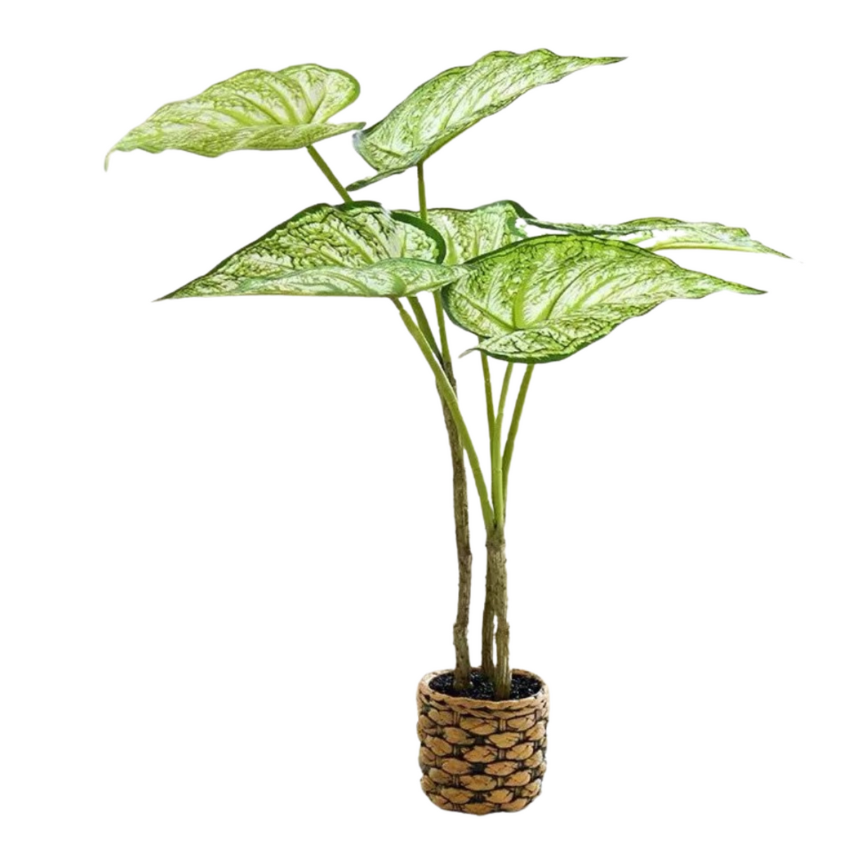 Medium Arrowhead Plant - Patterned Pot (60cm)