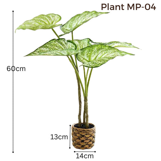 Medium Arrowhead Plant - Patterned Pot (60cm)