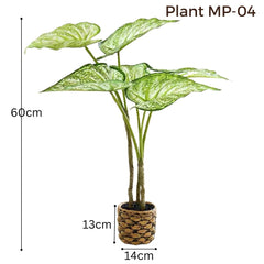 Medium Arrowhead Plant - Patterned Pot (60cm)