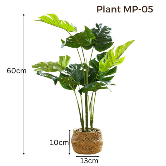 Medium Monstera Plant - Light Stone Pot (60 cm)