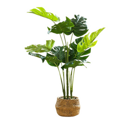 Medium Monstera Plant - Light Stone Pot (60 cm)