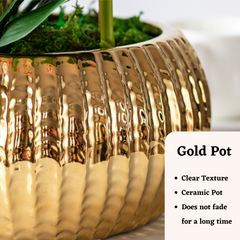 Orchid in Pot - Hammered Gold (60cm)