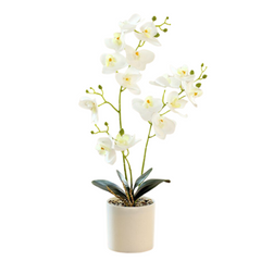 Orchid in Pot - White (44cm)