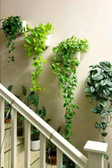 Artificial Hanging Vine Plant (Suitable for Wall Plant)