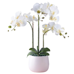 Orchid in Ceramic Pot (68cm) Purple White Pink