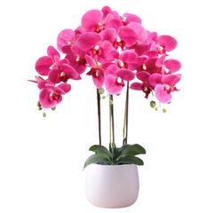 Orchid in Ceramic Pot (68cm) Purple White Pink