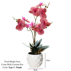 Orchid in Pot - Ceramic White Pot (31cm)