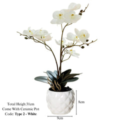 Orchid in Pot - Ceramic White Pot (31cm)