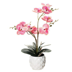 Orchid in Pot - Ceramic White Pot (31cm)