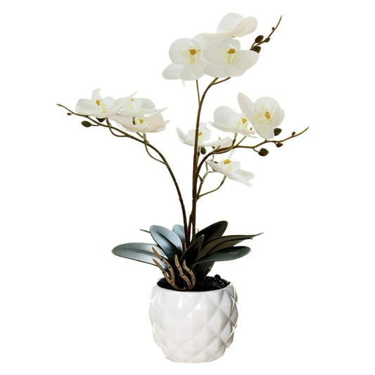 Orchid in Pot - Ceramic White Pot (31cm)