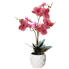 Orchid in Pot - Ceramic White Pot (31cm)