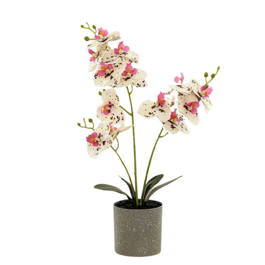 Orchid in Pot - Grey Stone (44cm)