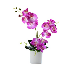 Orchid in Pot - Snow White (44cm)