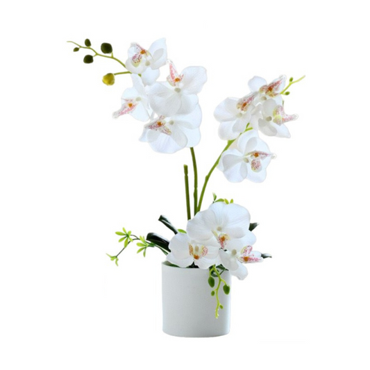 Orchid in Pot - Snow White (44cm)