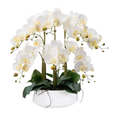 Orchid in Ceramic Pot - White (60cm)