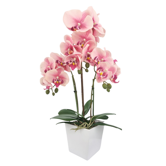 Orchid in Pot - White (57cm)