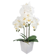 Orchid in Pot - White (57cm)