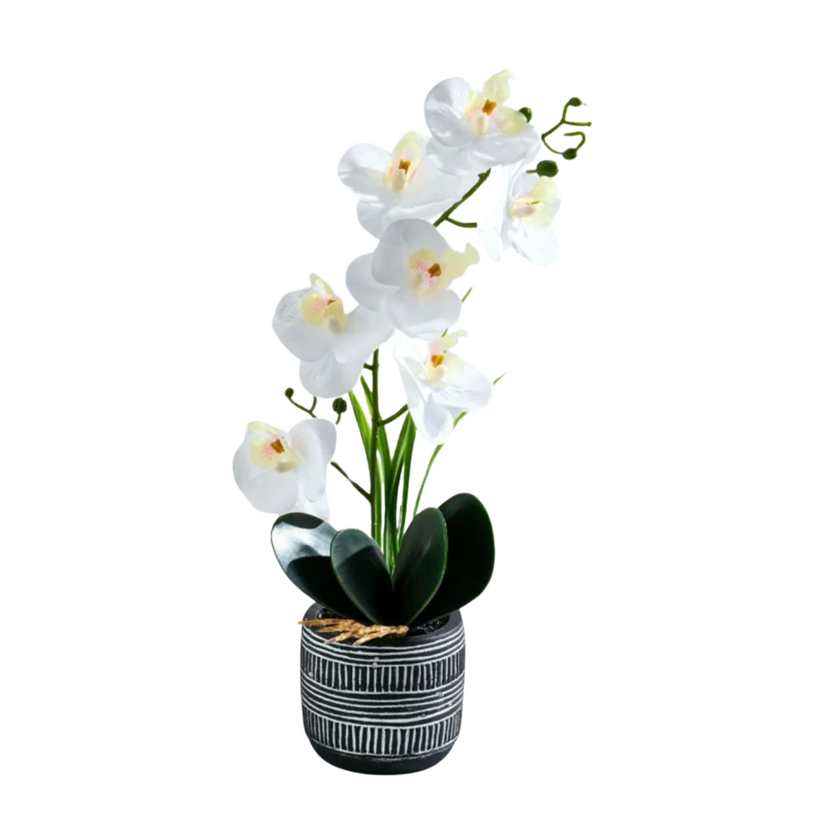 Orchid in Pot - Cement Stripes (41cm)