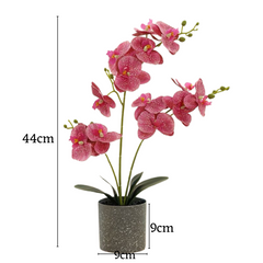 Orchid in Pot - Grey Stone (44cm)