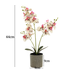 Orchid in Pot - Grey Stone (44cm)