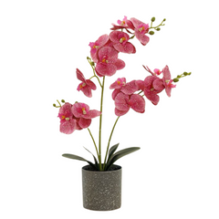 Orchid in Pot - Grey Stone (44cm)