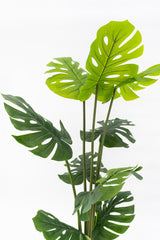 Artificial Monstera Tree 160cm Tall