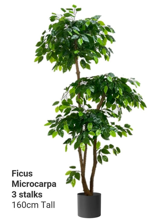 Artificial Ficus Microcarp 3 Stalks 160cm tall