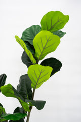 Artificial Fiddle Leaf Fig Tree 160cm tall