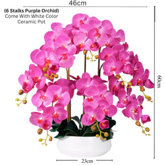 Orchid in Ceramic Pot - White (60cm)