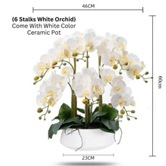 Orchid in Ceramic Pot - White (60cm)